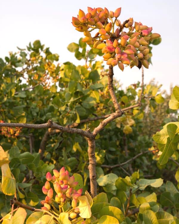 things to do in aegina