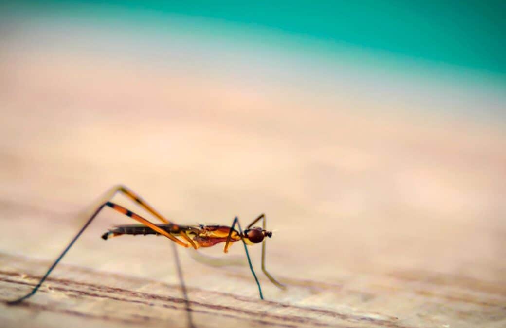 ARE THERE MOSQUITOES IN GREECE?